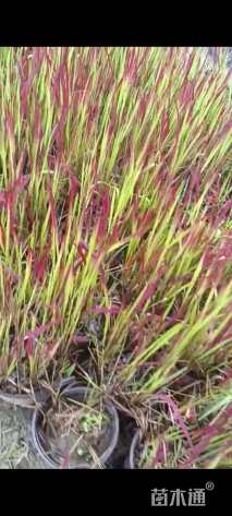 高度10厘米血草