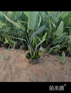 高度35厘米再力花