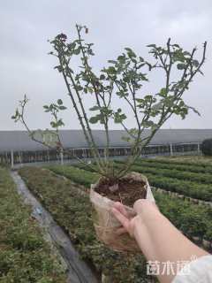 高度40厘米大花月季