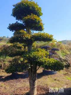 20公分椤木石楠