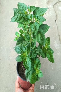 高度15厘米五彩椒