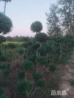 高度120厘米小叶女贞