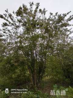 高度800厘米丛生三角枫