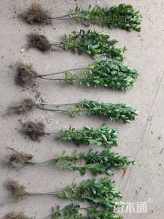 高度51厘米大叶黄杨