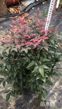 高度26厘米南天竹