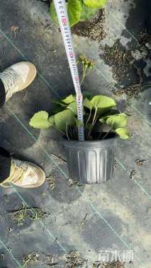 高度20厘米大吴风草