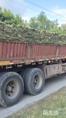 草卷状百慕大草