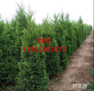 高度150厘米塔柏