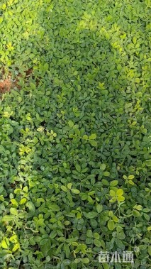 高度15厘米金花生