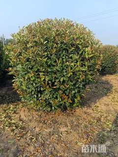 冠幅200厘米红叶石楠球