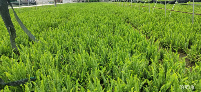 高度25厘米肾蕨