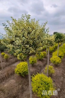 高度120厘米金姬小蜡