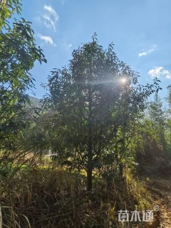 25公分红花木莲