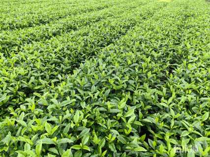 高度30厘米大叶栀子小苗