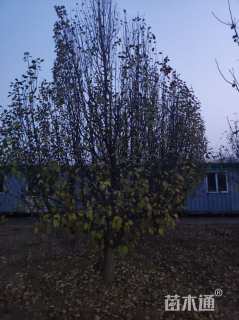 15公分八棱海棠