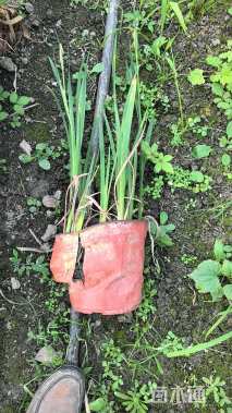 高度30厘米鸢尾