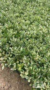 高度25厘米花叶栀子