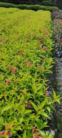 高度50厘米红王子锦带