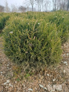 高度80厘米塔柏球