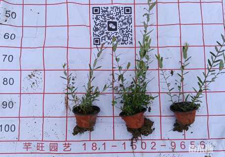 高度20厘米彩叶草