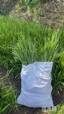 高度30厘米吉祥草