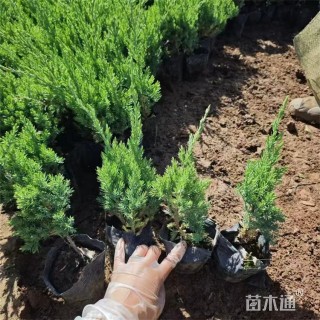 高度20厘米匍地柏