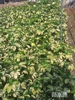 高度10厘米花叶鸭脚木