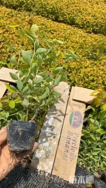 高度15厘米金焰绣线菊