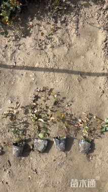 15厘米花叶络石