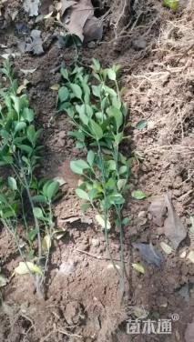 高度50厘米大叶黄杨