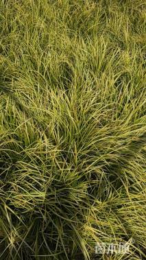 高度30厘米金叶石菖蒲