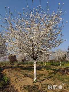 16公分染井吉野樱