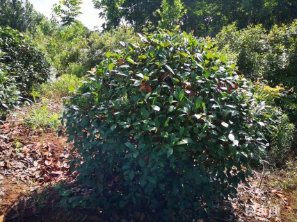 冠幅100厘米红叶石楠球