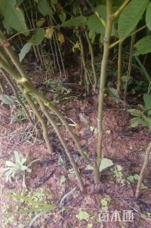 高度40厘米核桃