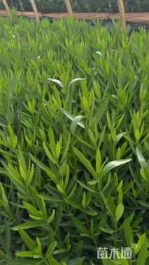 高度30厘米夹竹桃