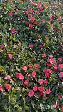 高度25厘米凤仙花