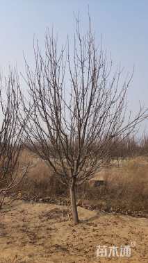 13公分八棱海棠