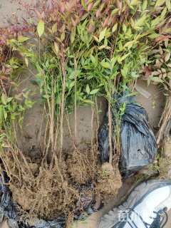 高度30厘米南天竹