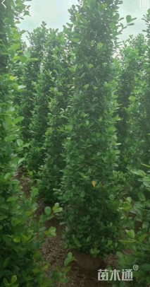 高度150厘米火山榕