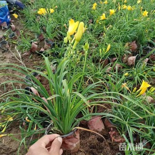 高度20厘米金娃娃萱草