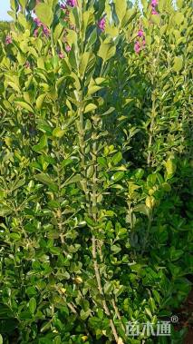 高度100厘米大叶黄杨