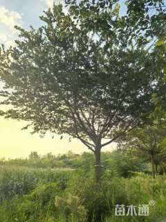 18公分朴树