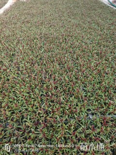 高度18厘米山桃草