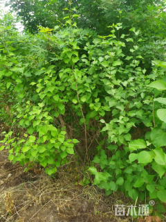 高度60厘米紫丁香小苗