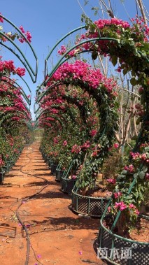 高度280厘米三角梅