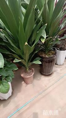 高度80厘米也门铁