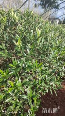 高度80厘米尖叶木樨榄