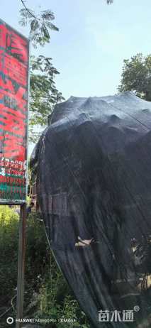 8公分黄花风铃木