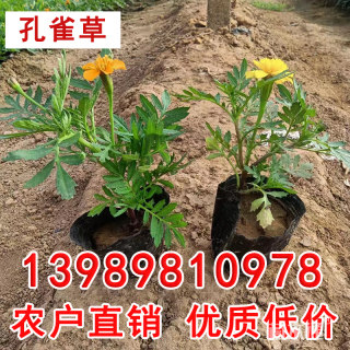 高度15厘米孔雀草