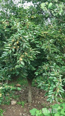 15公分柿树
